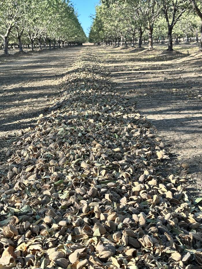 A windrow of almonds running down a sunlit orchard row into the distance.