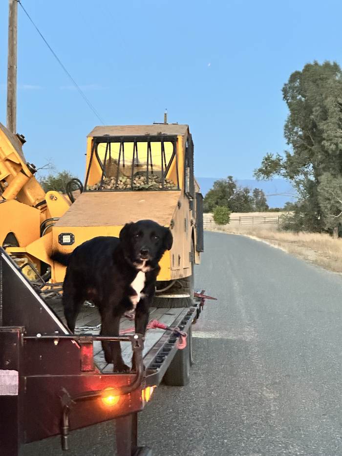 A shaker chained down on a lowboy trailer at dusk, farm dog standing on the deck.