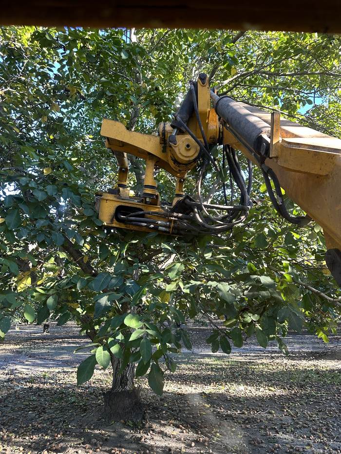 A hydraulic shaker head clamped onto a walnut trunk, walnuts scattered on the orchard floor below.