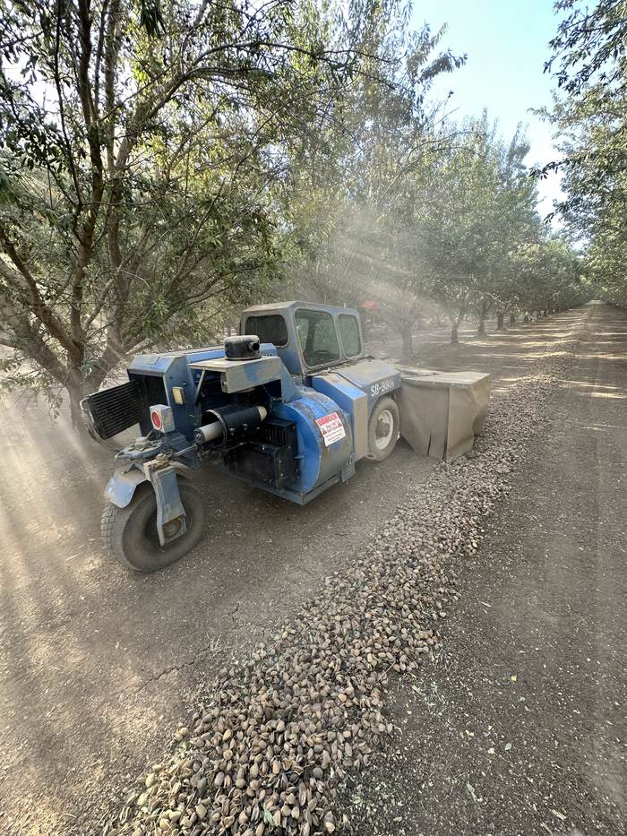 A sweeper working an almond block, dust hanging in shafts of low sunlight.