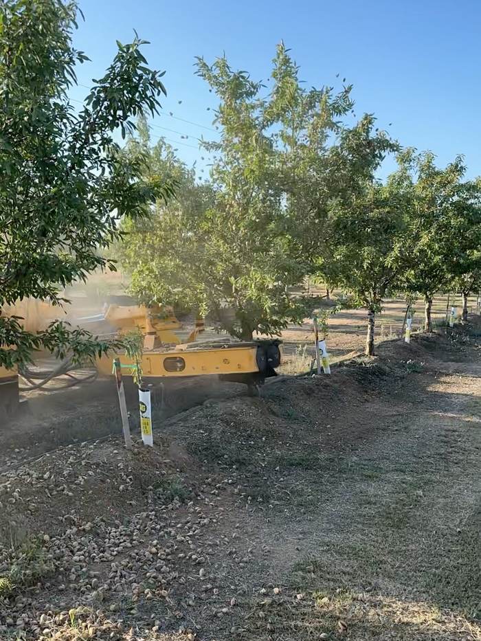 A yellow self-propelled shaker mid-shake on a young almond tree, nuts flying through the air and covering the ground below.